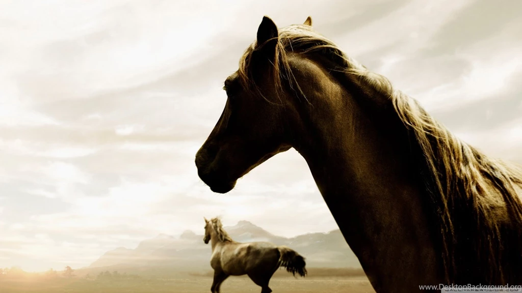 Horse HD Desktop Wallpapers : Widescreen : High Definition ...