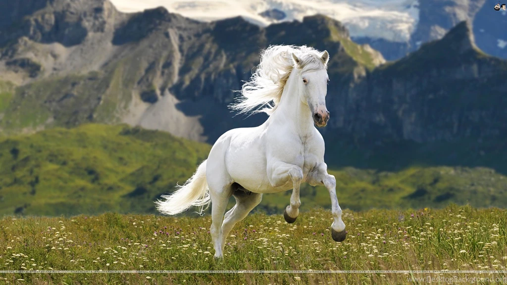 Horses Images Collection (46+)