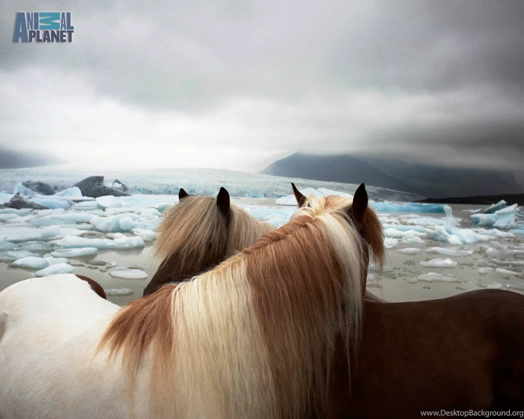 Download The Horses On Ice Wallpaper, Horses On Ice iPhone ...