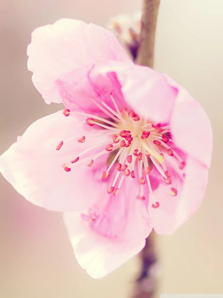 Pretty Pink Flower HD Desktop Wallpapers : High Definition ...