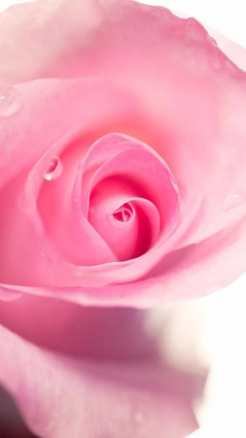 Pretty Pink Wallpapers Android Apps On Google Play