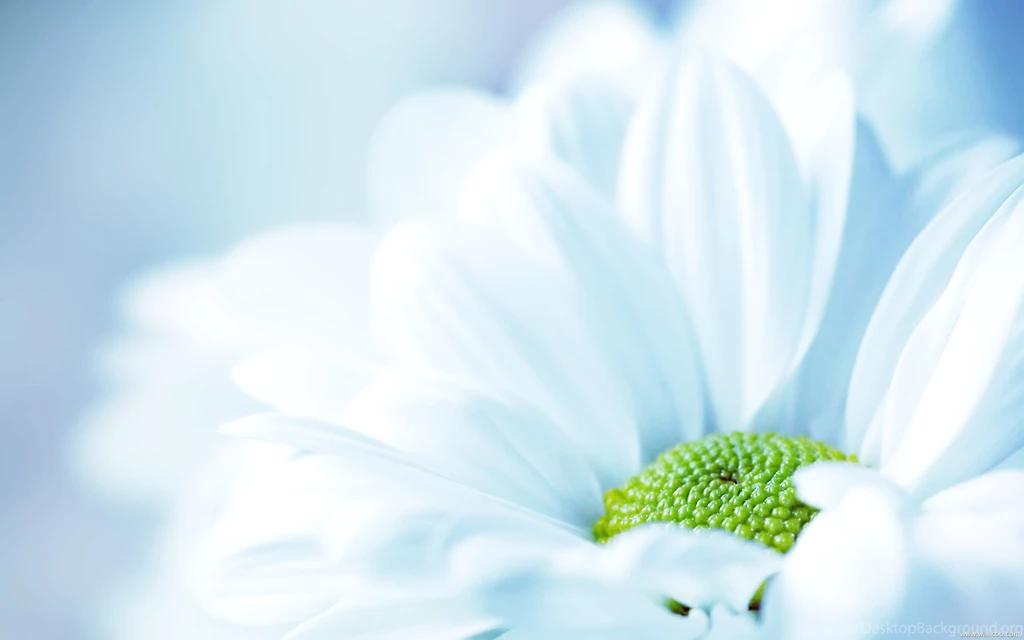 White Flower Backgrounds Wide Hd Wallpapers Wallpapers List