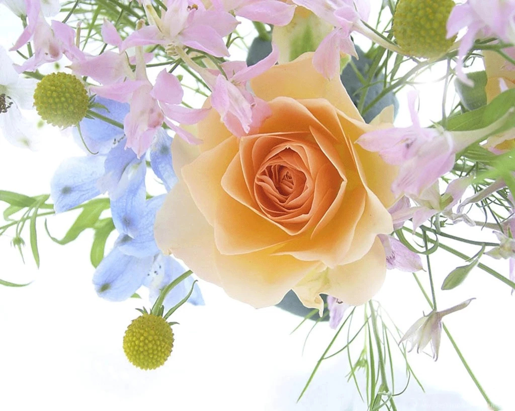 Amazing Funny Picture: FREE Flower Picture For Your Desktop Wallpapers