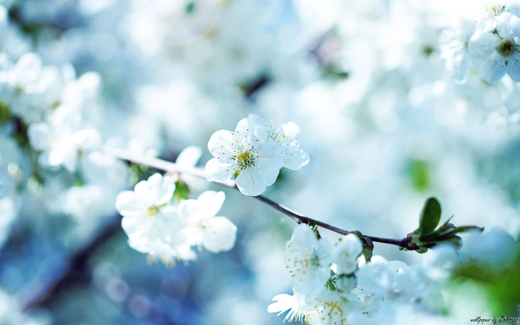 Flower Wallpapers 19