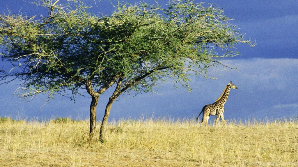 Wallpaper, High, Resolution, Serengeti, Africa, Giraffe, Choice ...