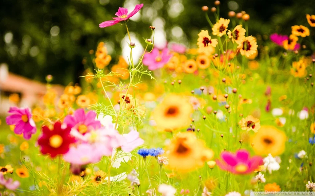 Summer Wallpapers Hd Wallpaper Backgrounds Desktop