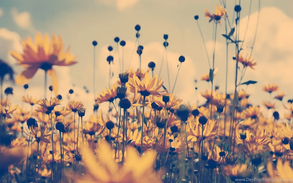 Beautiful Vintage Photography Tumblr Themes