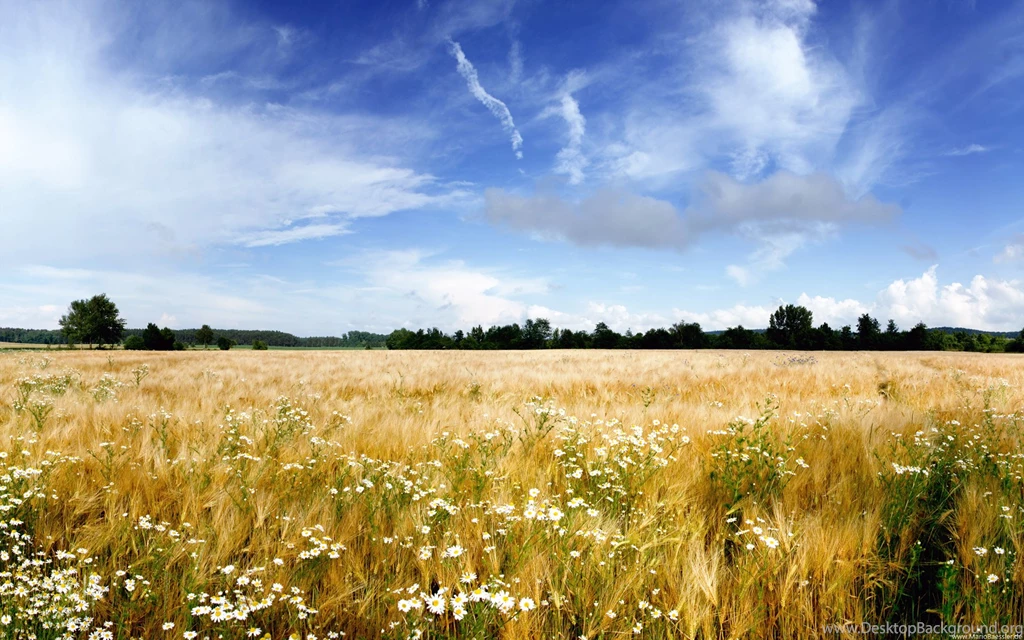 Summer Nature Desktop Wallpapers Widescreen