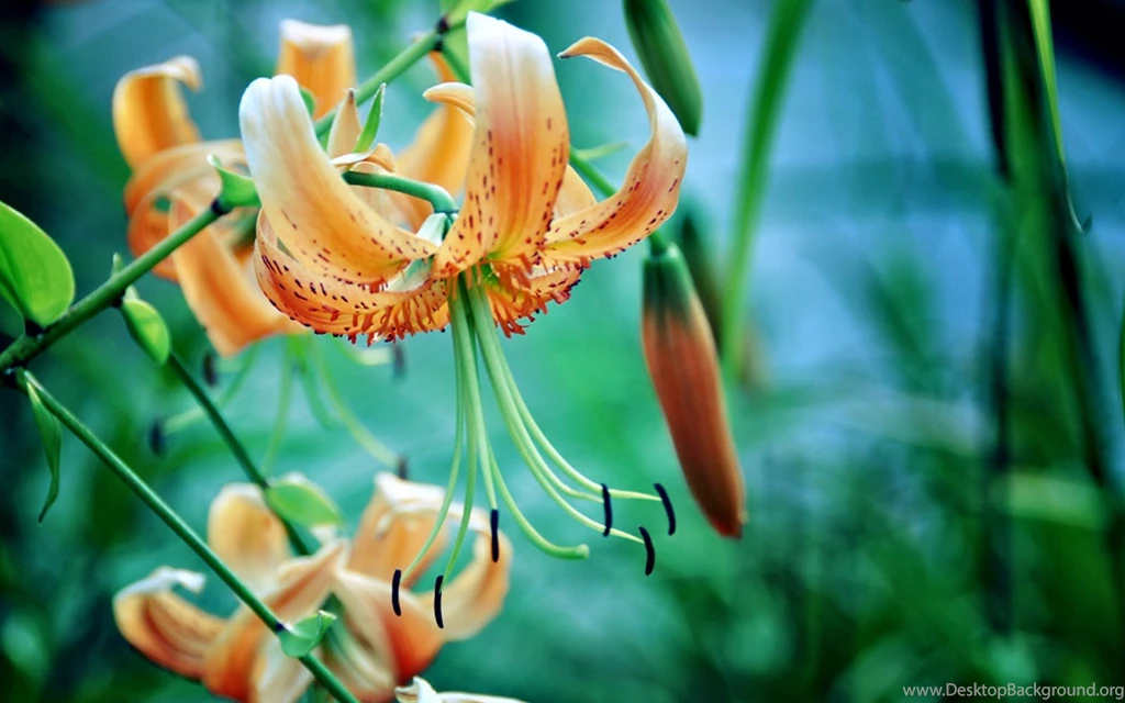 New Flowers Wallpapers Free Download Wallpapers HD Fine
