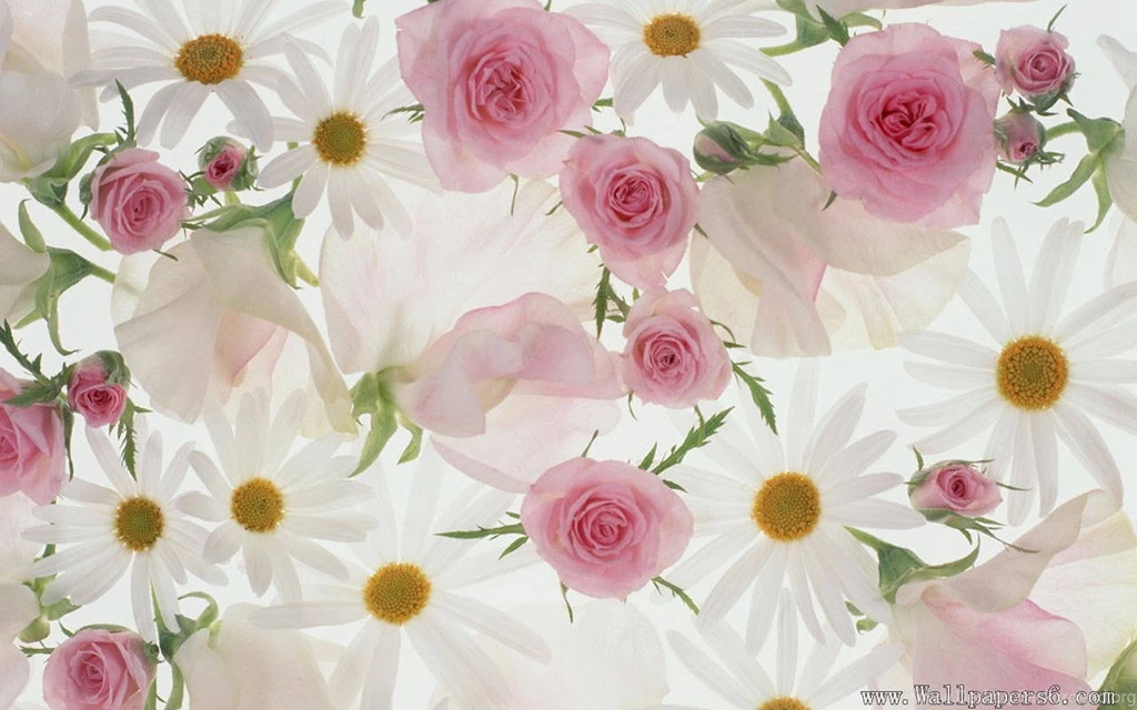 Download Wallpapers Flower   Wallpapers Zone