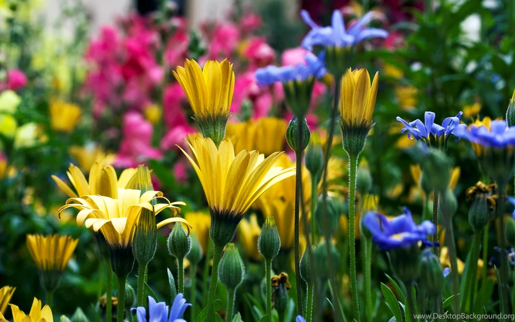 Flower Wallpapers Free Download G1Q1P HD Wallpapers Desktop Backgrounds