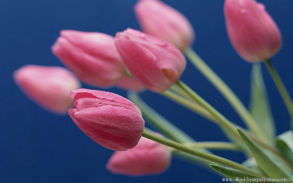 Rose Bouquet - Flower Wallpapers Free Download Wallpapers ...