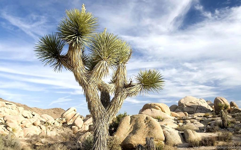HD Picture Featured: Desert Cactus - Landscape Wallpapers Free ...