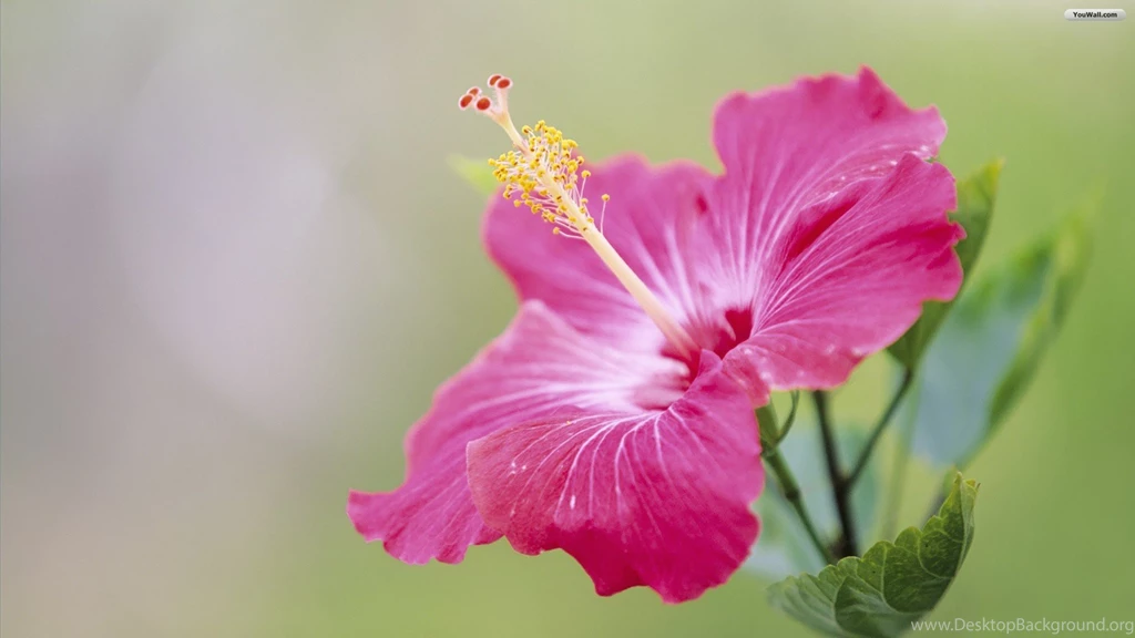 Flower Wallpapers Background Images Fullwidehd.com