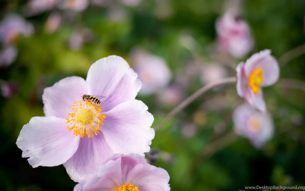 Flower Wallpapers For Desktop Backgrounds Dowload