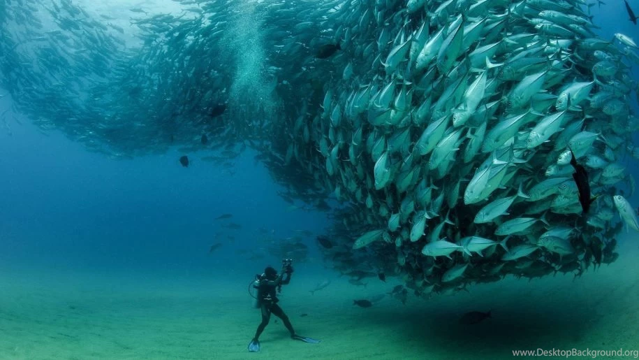 Underwater World, Flock Of Fish Tuna (thunnus Thynnus) Desktop ...