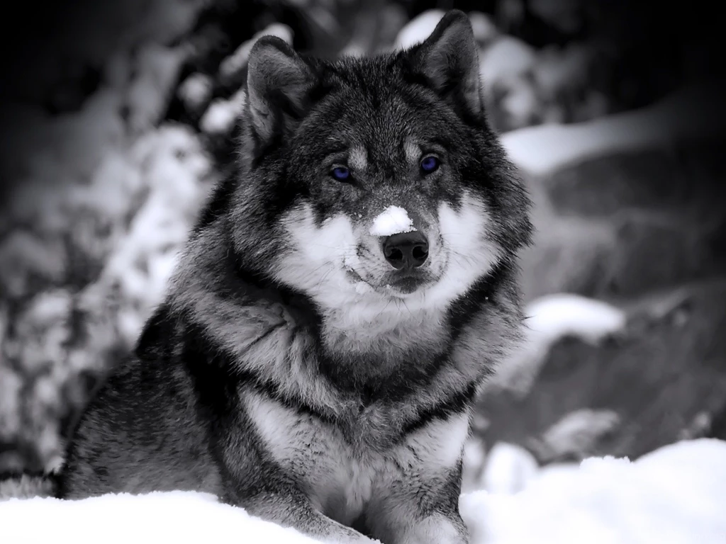 Mysterious Wolf Animal Desktop Wallpapers Selected 1600x1200 ...