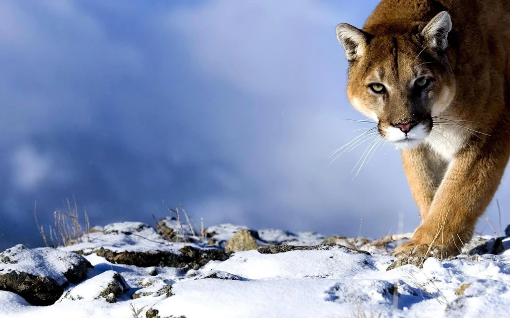 Puma Wallpapers Wide