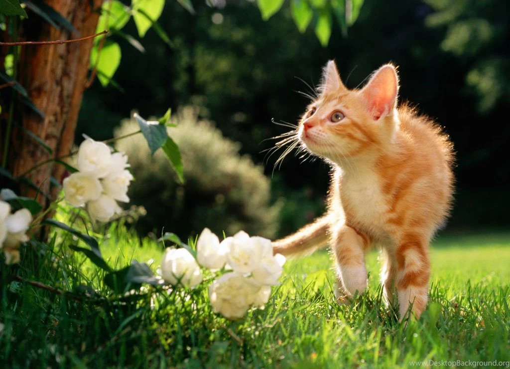 Spring Animal Wallpapers For Desktop 1920x1080