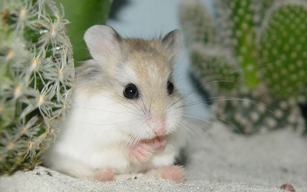 Hamster Animal Computer Wallpaper: Desktop HD Wallpapers Download ...