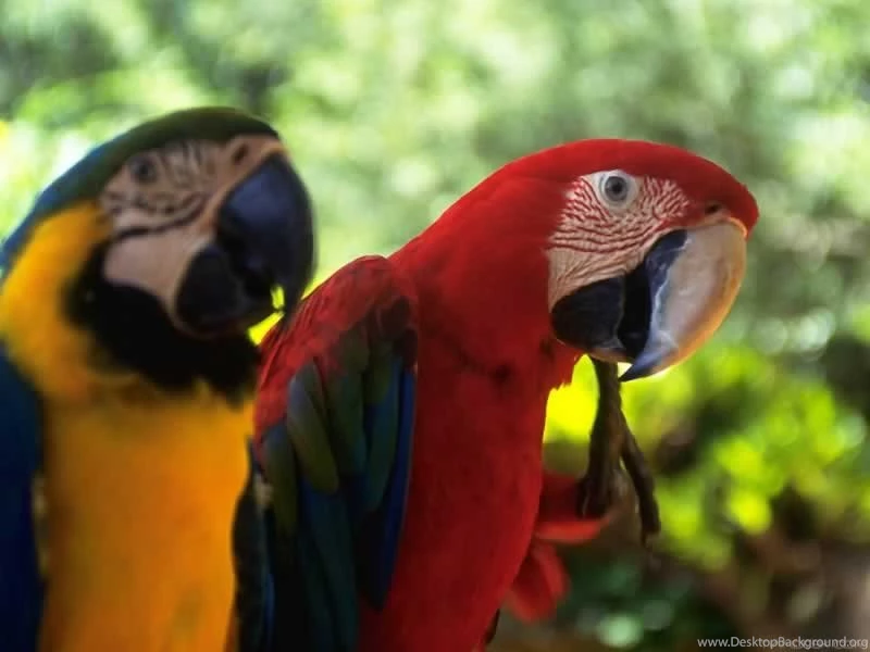 Parrot All Wallpaperparrot Wallpapers Animal Wallpapers Animal ...
