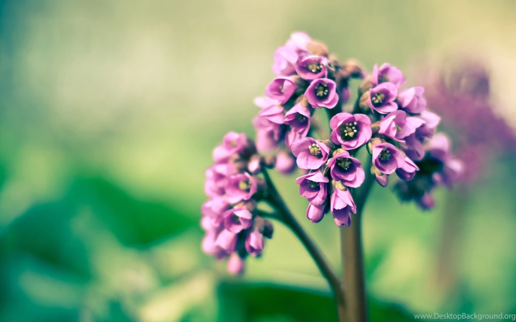 28+ Spring Wallpapers, Backgrounds, Images