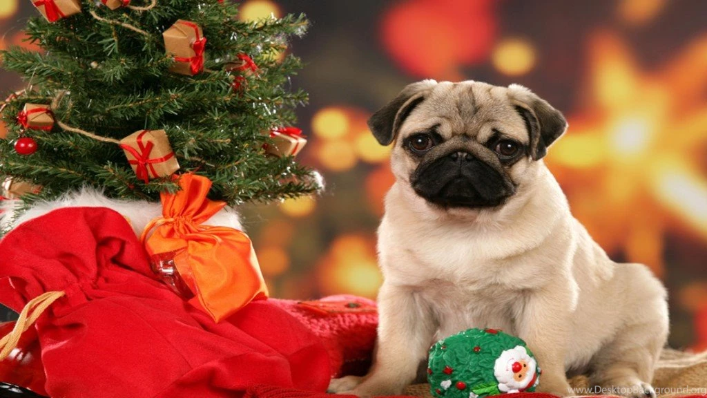 Exclusive Christmas Dog Wallpapers 1024×576