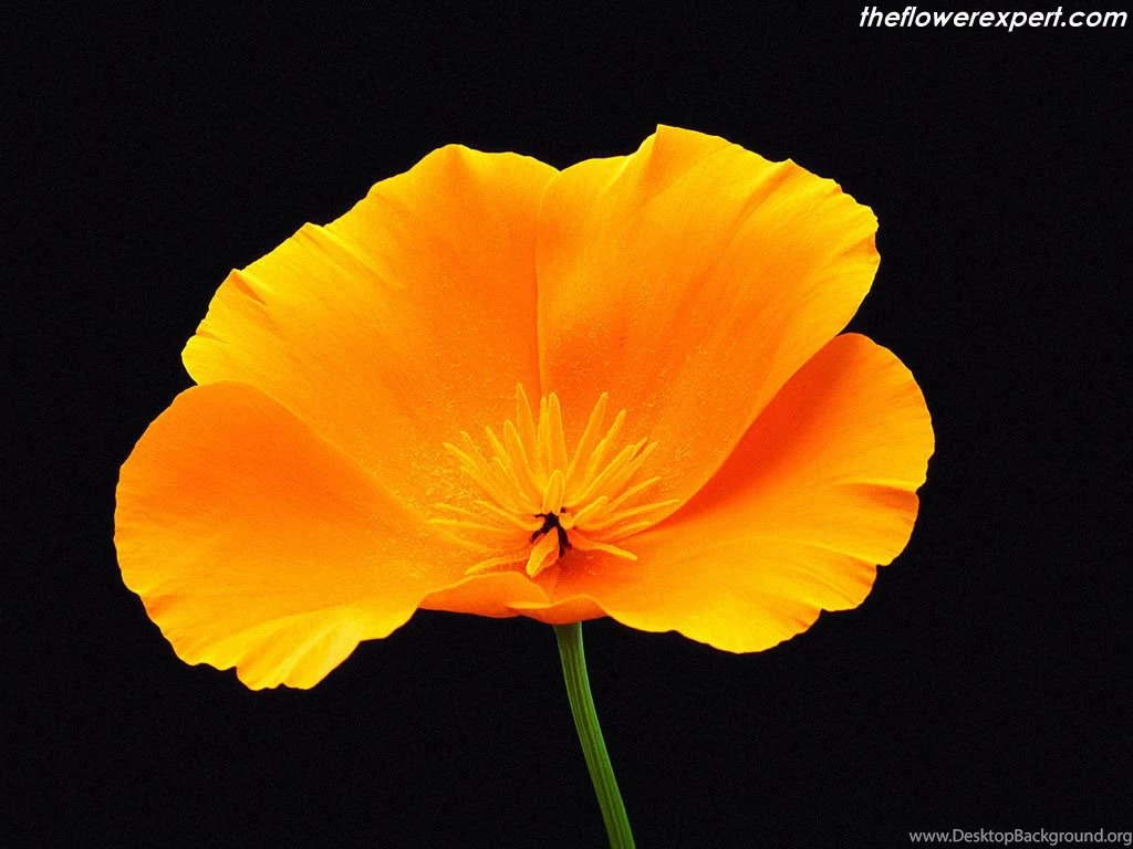 Exclusive Wallpapers On Beautiful Flowers The Flower Expert ...