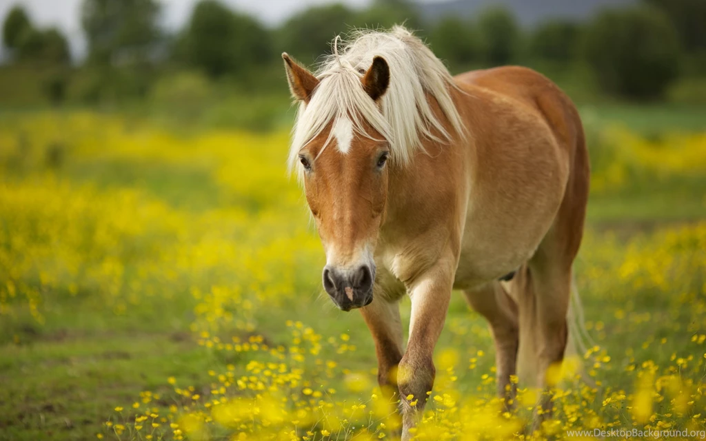 Horse In Meadow Desktop Backgrounds HD 2560x1600