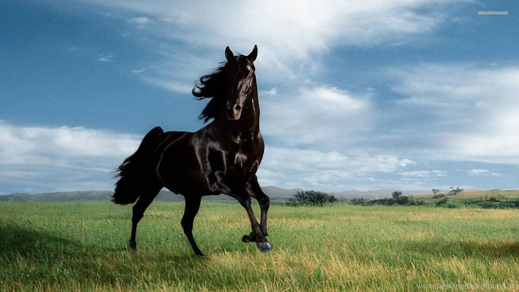Black Horse Backgrounds Wide Wallpapers