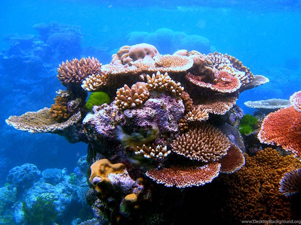 Great Barrier Reef Sights