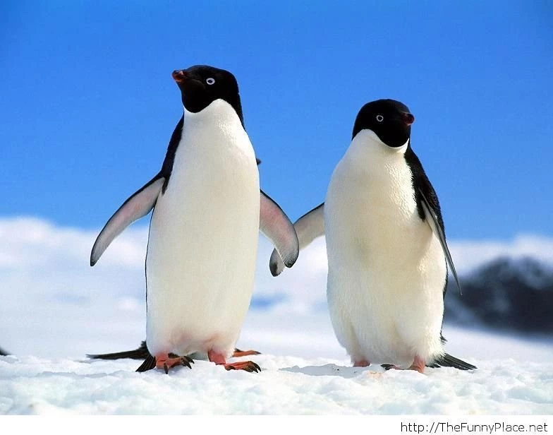 Hello Winter Cute Wallpapers – TheFunnyPlace