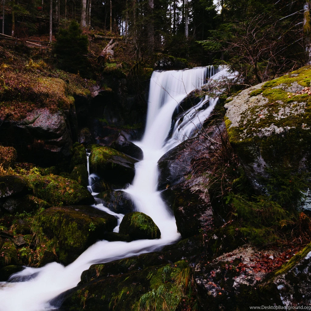 Forest iPad Wallpapers iPad Wallpapers Gallery