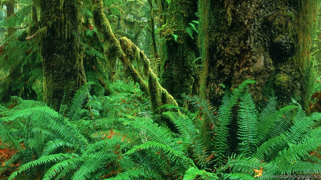 Forest: Rain Forest