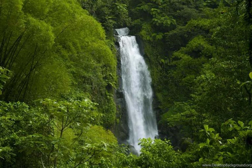 Amazon Rainforest