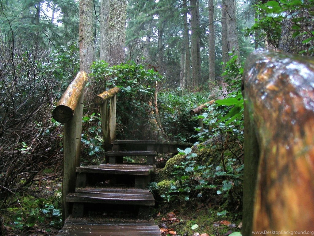 Olympic Rainforest   Nature Wallpapers Image Featuring Trees ...