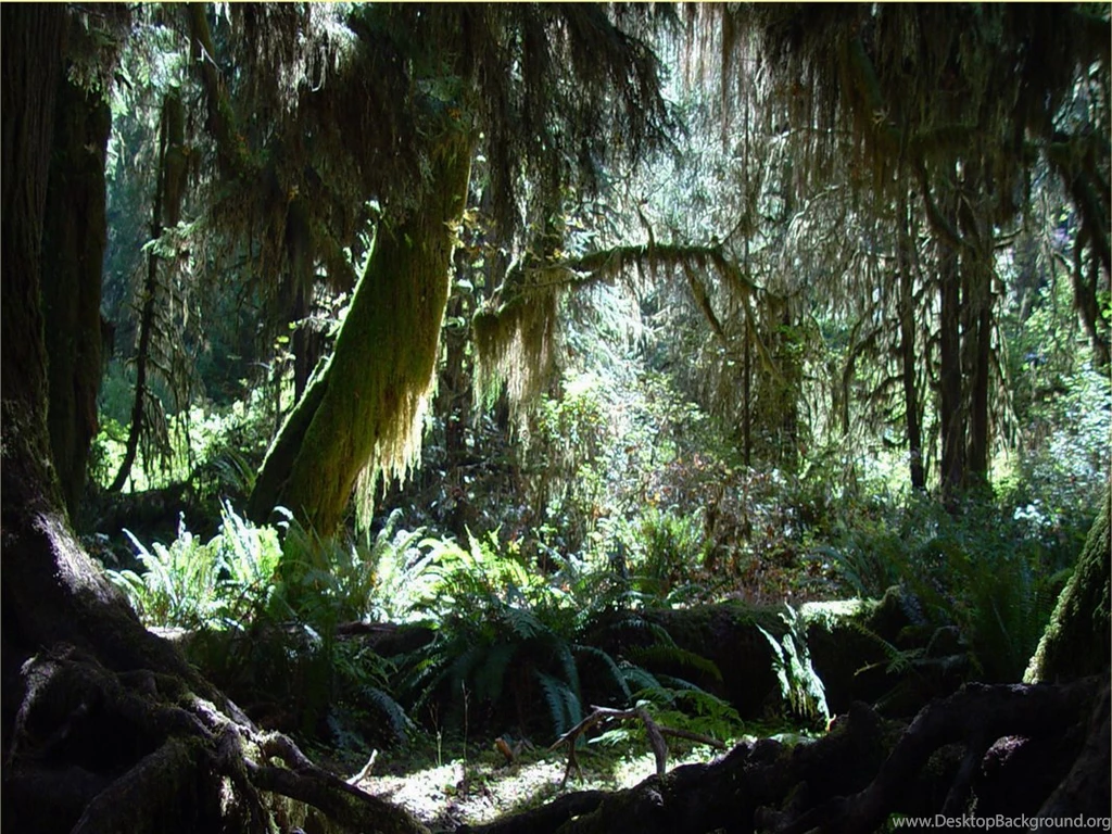 Hoh Rainforest, Wallpapers, Desktop Backgrounds Computer ...