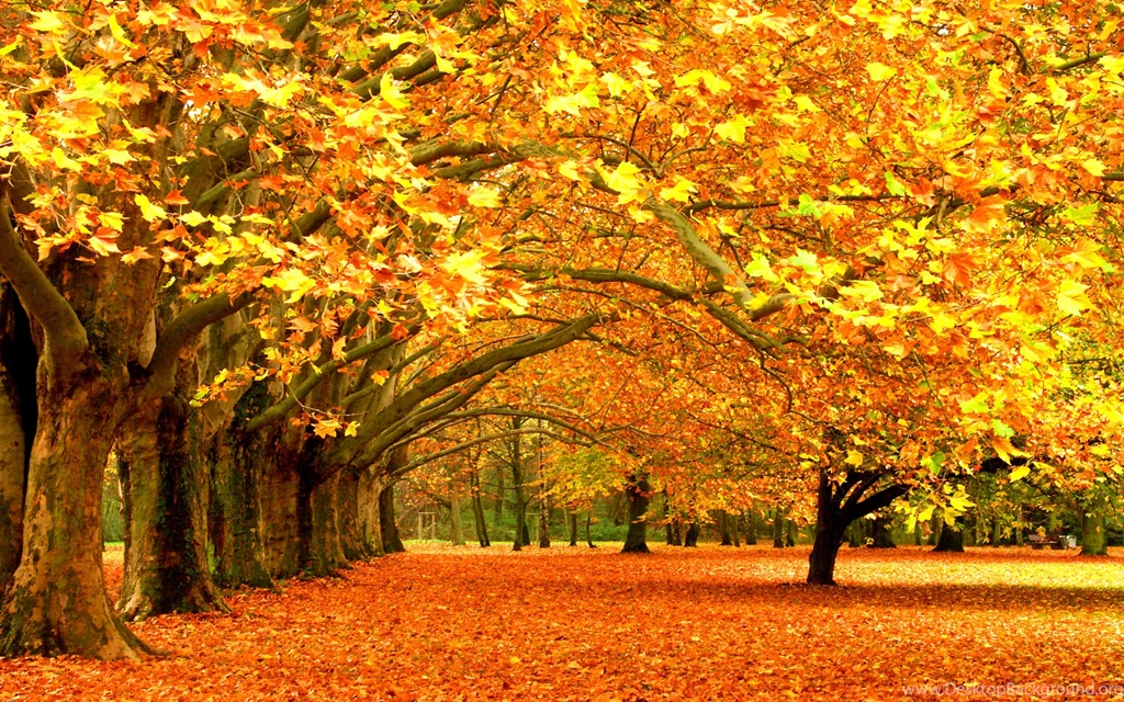 Download Wallpapers 3840x2400 Autumn, Trees, Park, Foliage Ultra HD ...