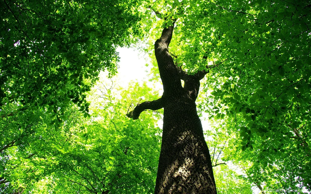 2880x1800 Summer Green Tree Foliage Wallpapers