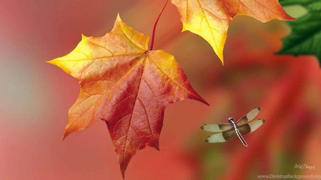 Falling Fall Foliage >> HD Wallpaper, Get It Now!