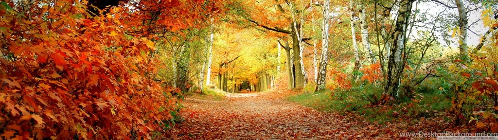 Foliage Wallpapers