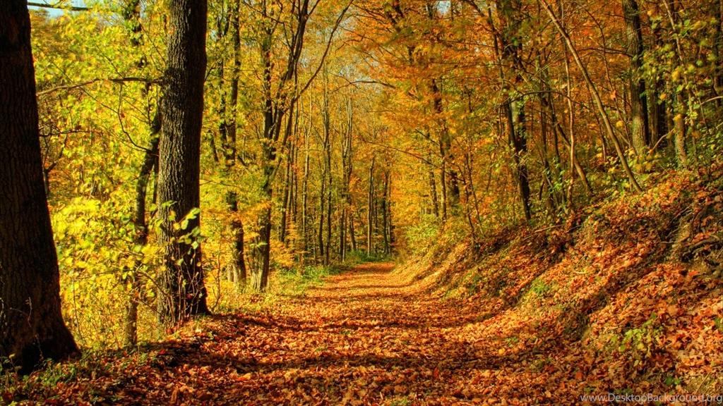 Foliage Covered Park Wallpapers