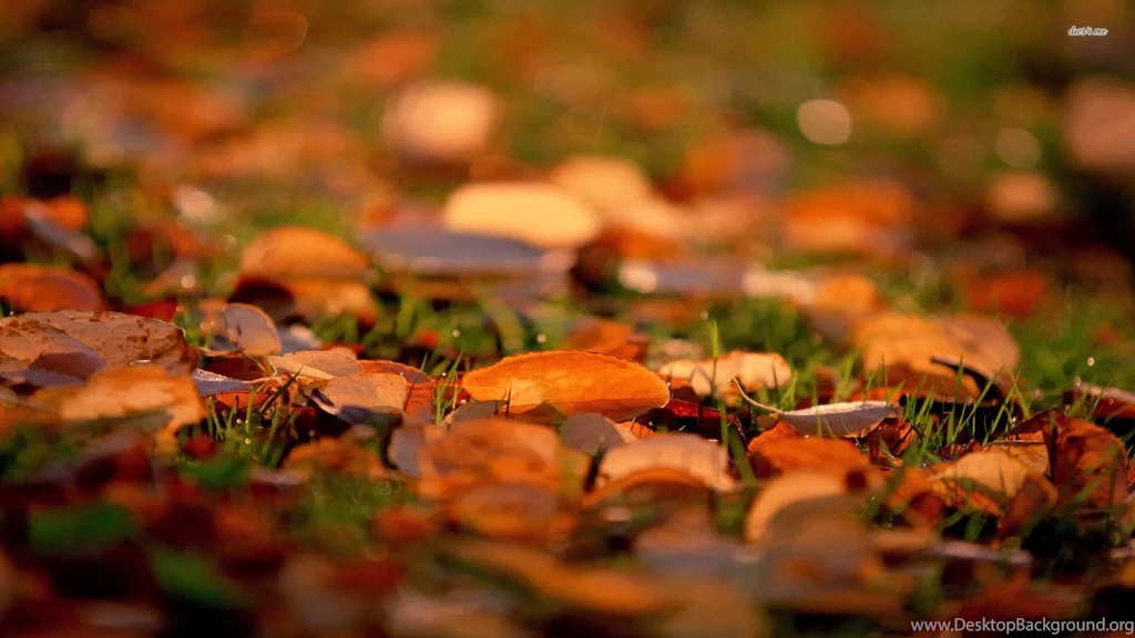 27726 Foliage 1920x1080 Photography Wallpapers