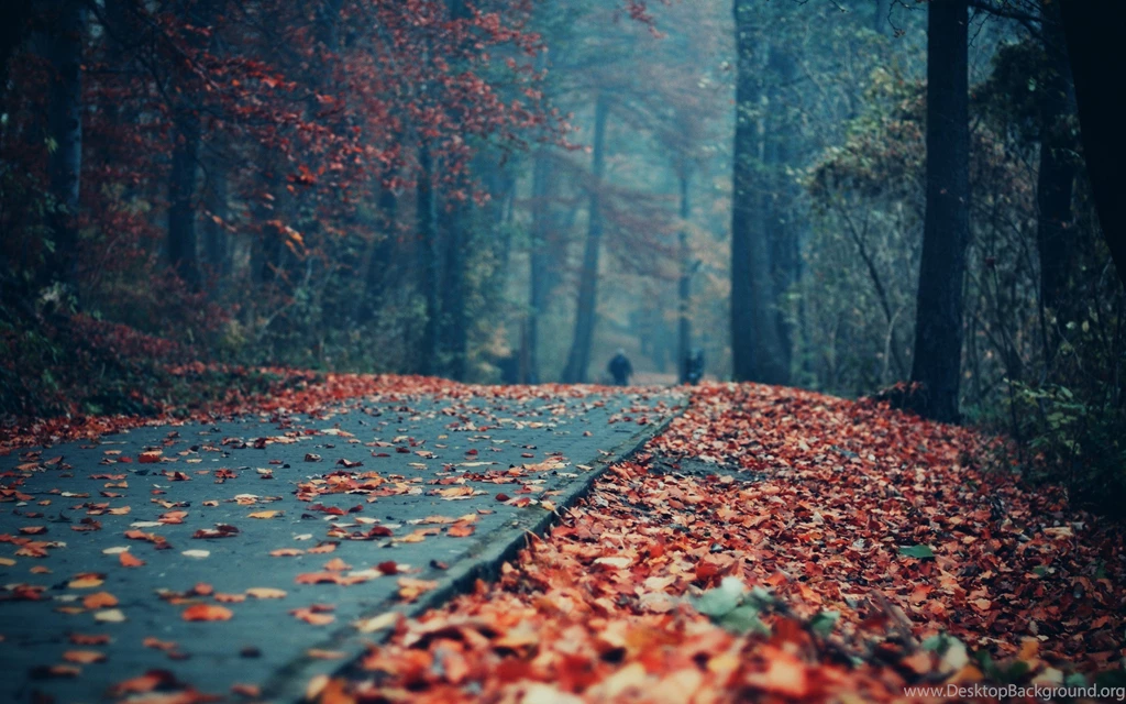 Foliage Covered Park Wallpapers