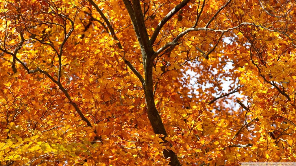 Download Yellow Foliage Autumn Wallpapers 1920x1080