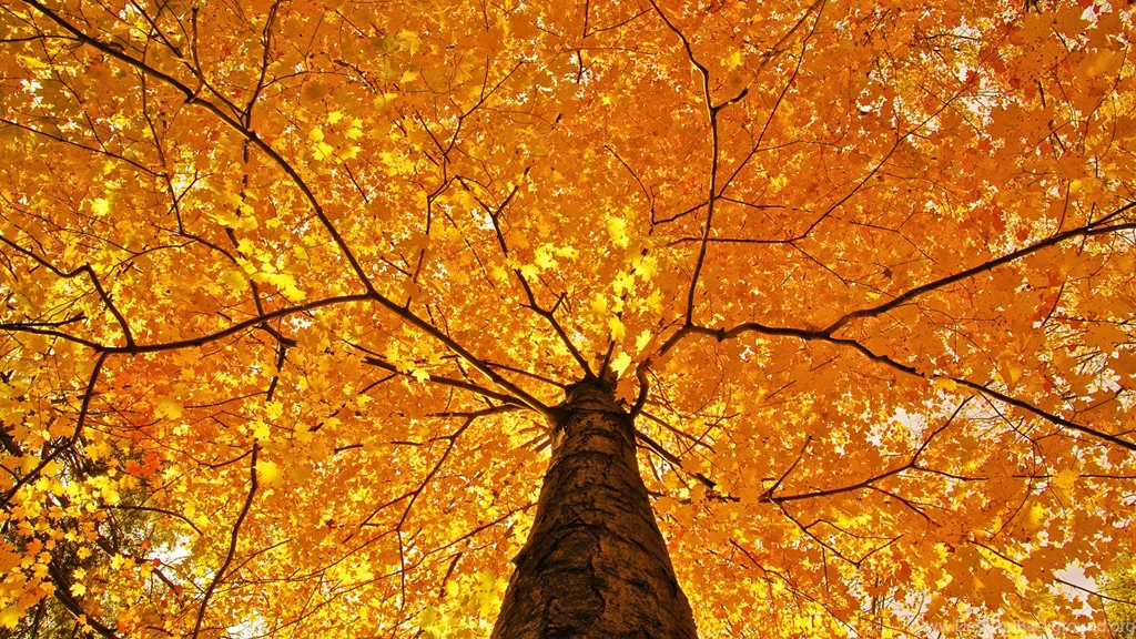 Cute Foliage Wallpapers