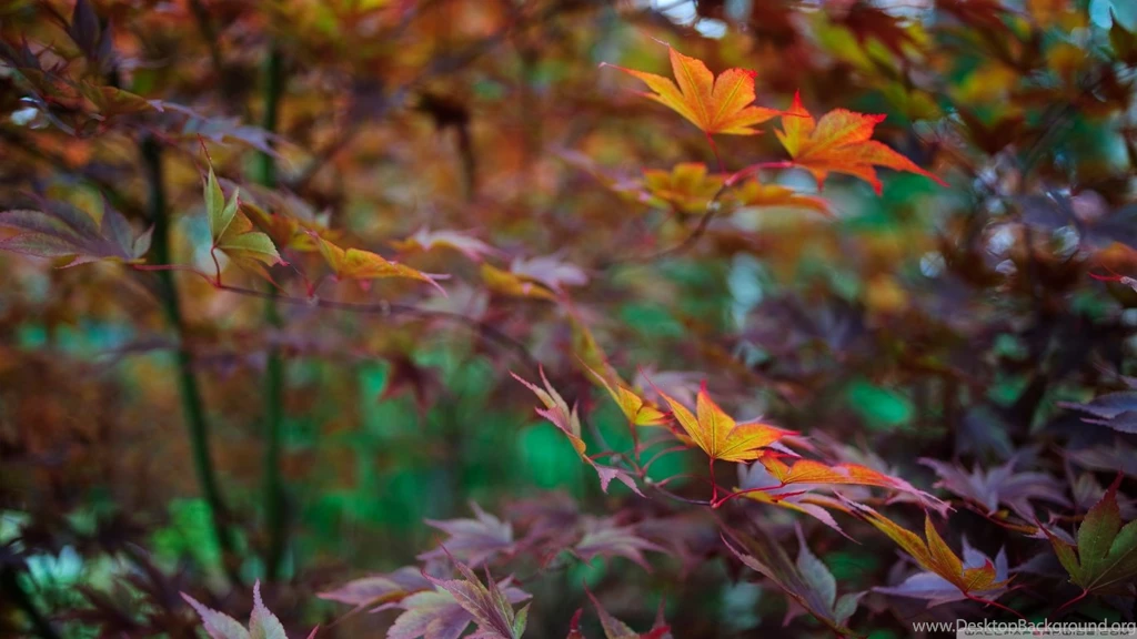 Late Summer Foliage HD Desktop Wallpapers : Widescreen : Fullscreen ...