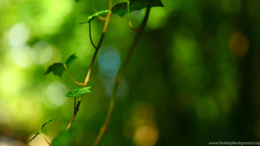Green Leaf Background, Foliage Pictures Desktop Eye >> HD ...