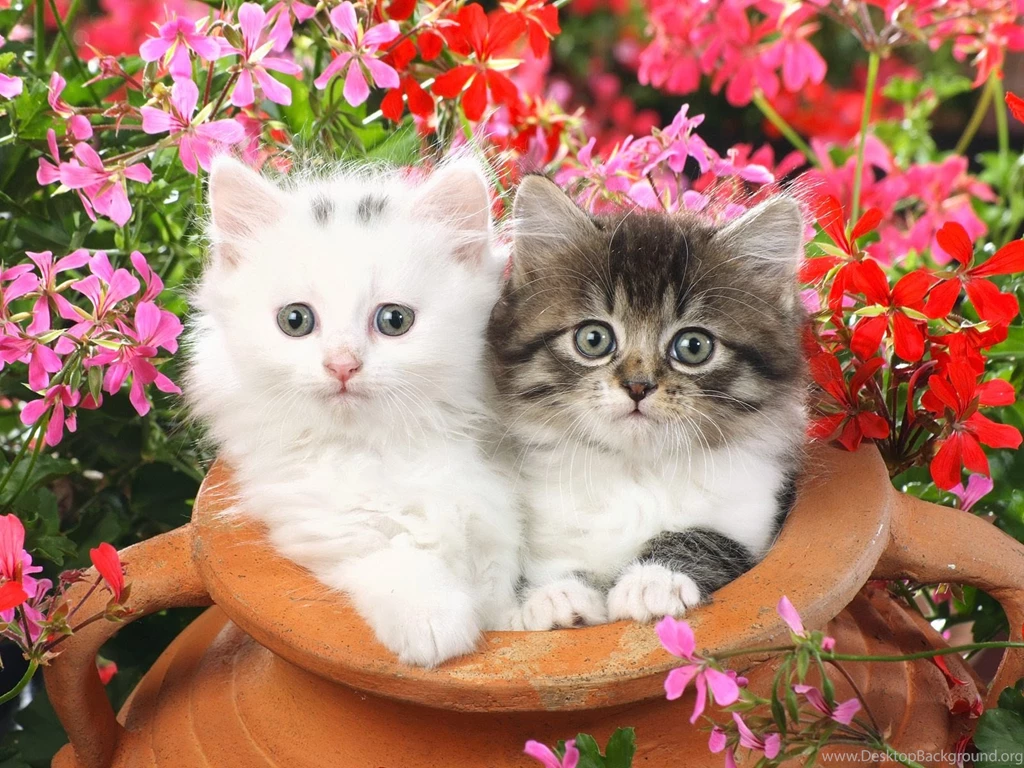 Cute Cat Wallpapers Free Download