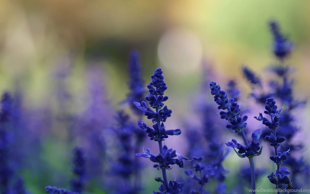 Lavender, Wide, Hd, Wallpaper, Free, Beautiful, Desktop, Photos ...